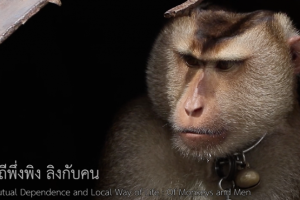 <strong>Read more about</strong><br />Thailand Makes Strides in Animal Welfare Amidst a Pandemic Thailand Makes Strides in Animal Welfare Amidst a Pandemic